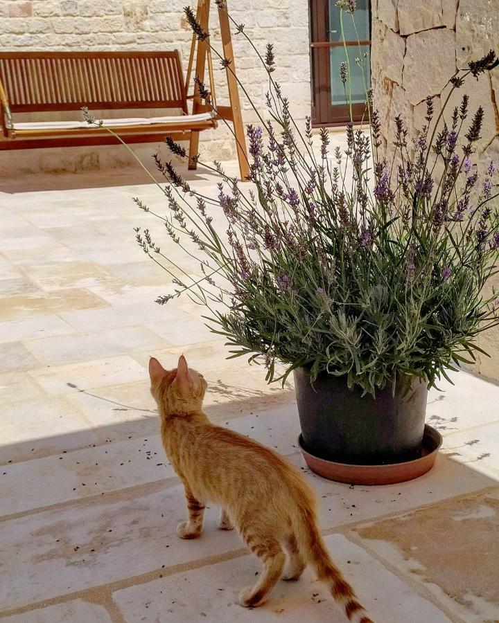 Le Chiancarelle, Casa Vacanza Alberobello Buitenkant foto